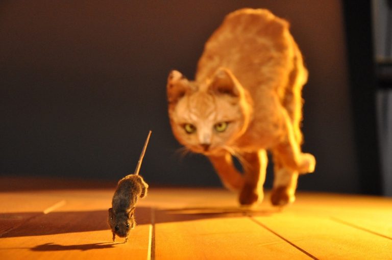 Why cats chase rats Top Story Telling